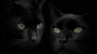 Two Black Cats Side by Side HD Wallpaper