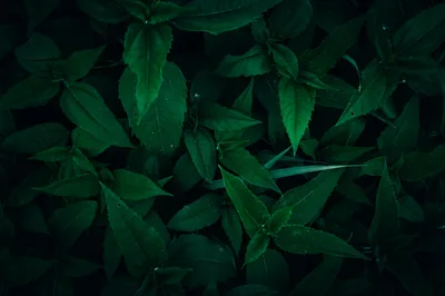 Dark Green Background Photos, The BEST Free Dark Green Background Stock Photos