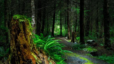 Forest Trail Past a Mossy Stump HD Wallpaper