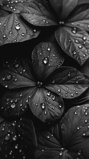 Rounded Dark Leaves Covered in Dew HD Phone Wallpaper
