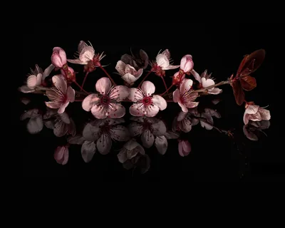 Pink Blossoms Reflected on Black HD Wallpaper