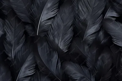 IPhone Black Feather HD Wallpaper