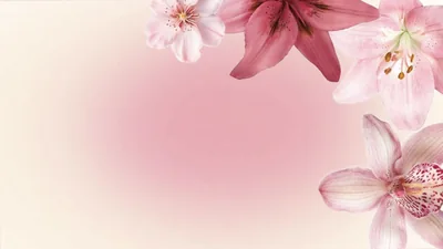 Pink Wallpapers for Laptop