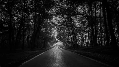 Tree-Lined Road in Black and White HD Wallpaper
