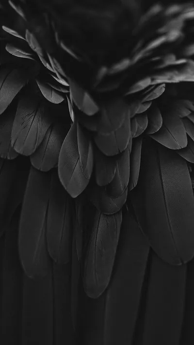 Black Feather Flower Wall Art
