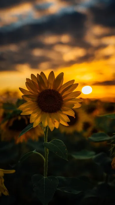 Single Sunflower at Sundown HD Phone Wallpaper