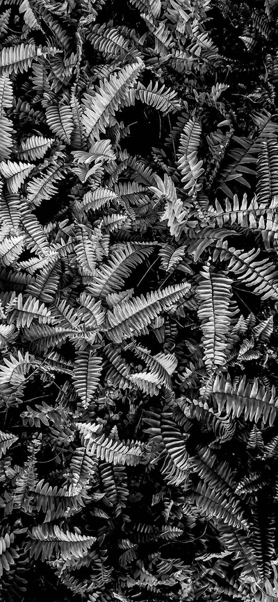 Stylish Black Aesthetic Wallpapers for iPhone