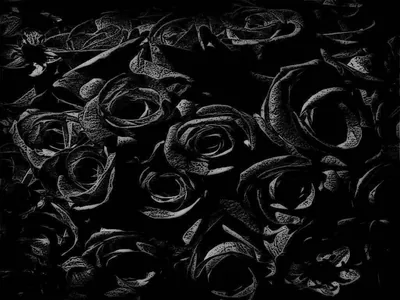 4k Black Rose Wallpapers