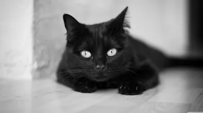 Cat Resting on a Tiled Floor HD Wallpaper