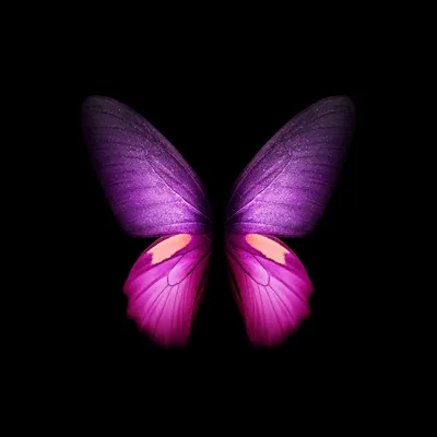 Purple Butterfly Wallpaper 4K, Wings, Black background