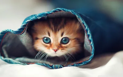 4k Cute Wallpapers 4k Cute Backgrounds