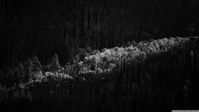 Sunlight, Forest, Trees, Photography, Black and White 4K UHD Wallpaper for UltraHD Desk