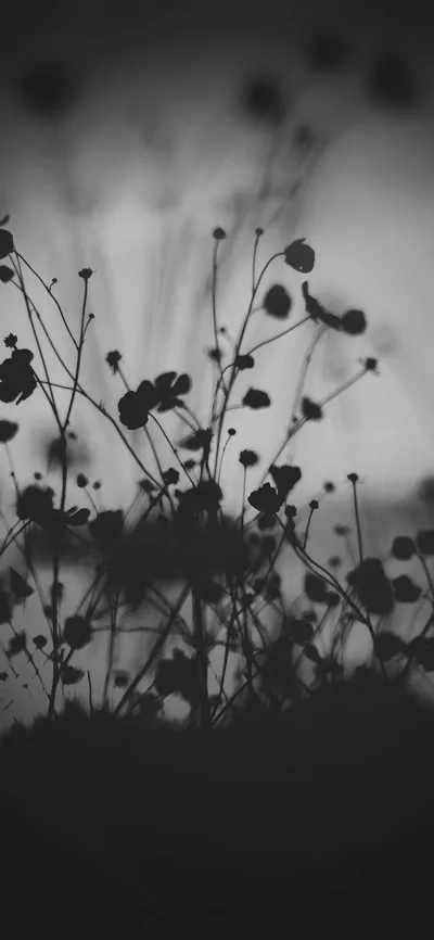 Wildflower Silhouettes at Dusk HD Phone Wallpaper