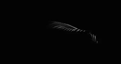 Soft Feather Shape Emerging From Black HD Wallpaper