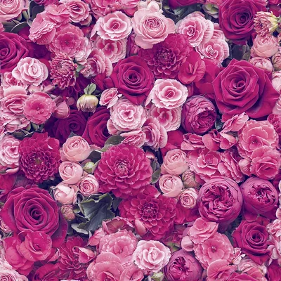 ROSES FLORAL WALLPAPER RED & PINK NEW FLOWERS LEAVES MODERN WALLPAPER