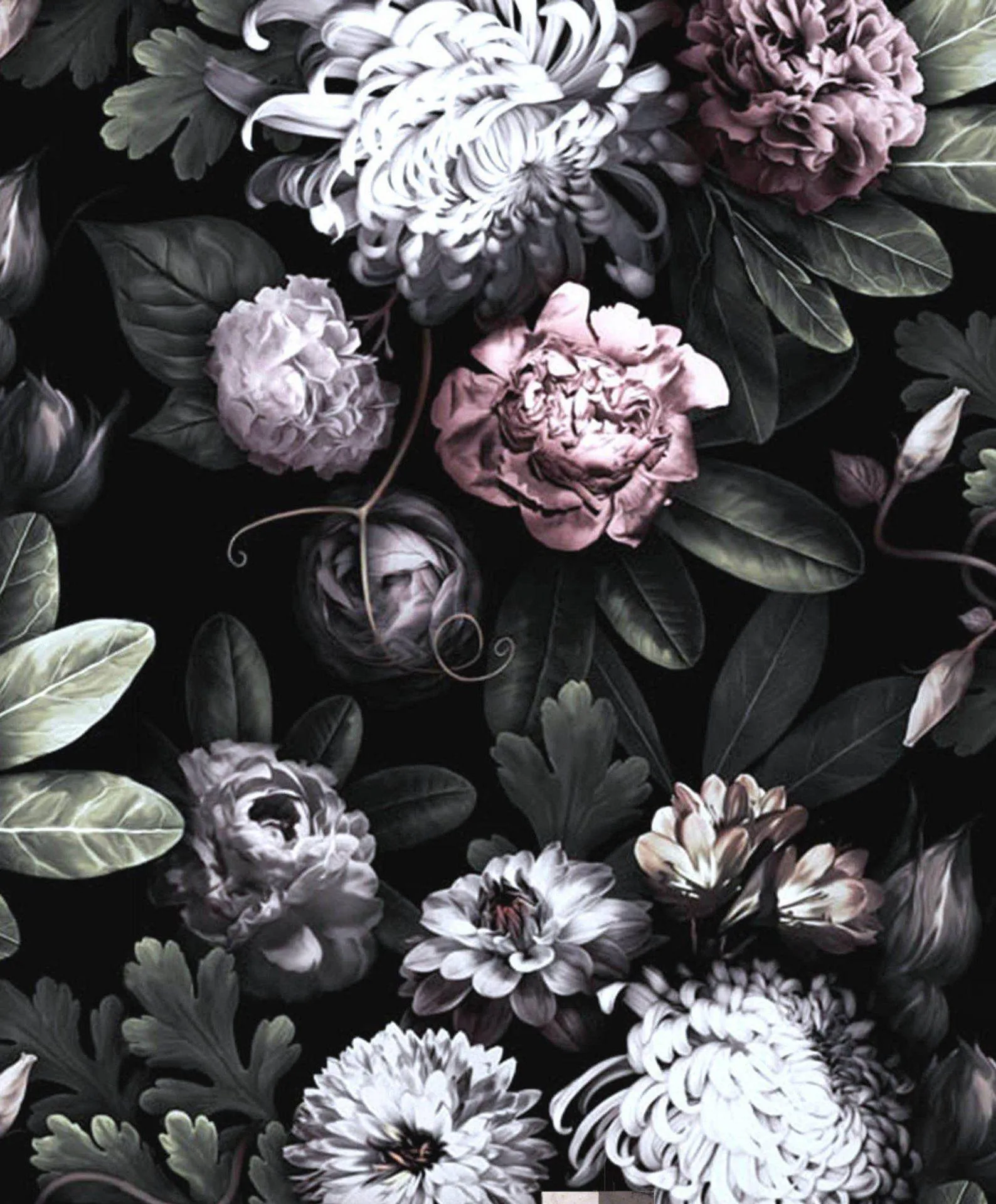 Dark Flower Wallpapers Dark Flower Backgrounds