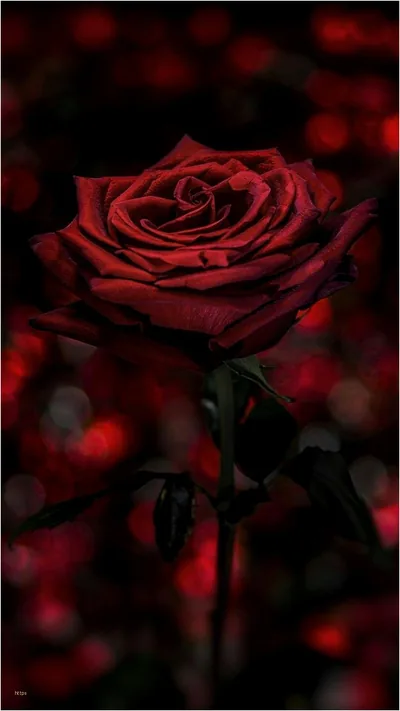Aesthetic Black Rose Wallpapers