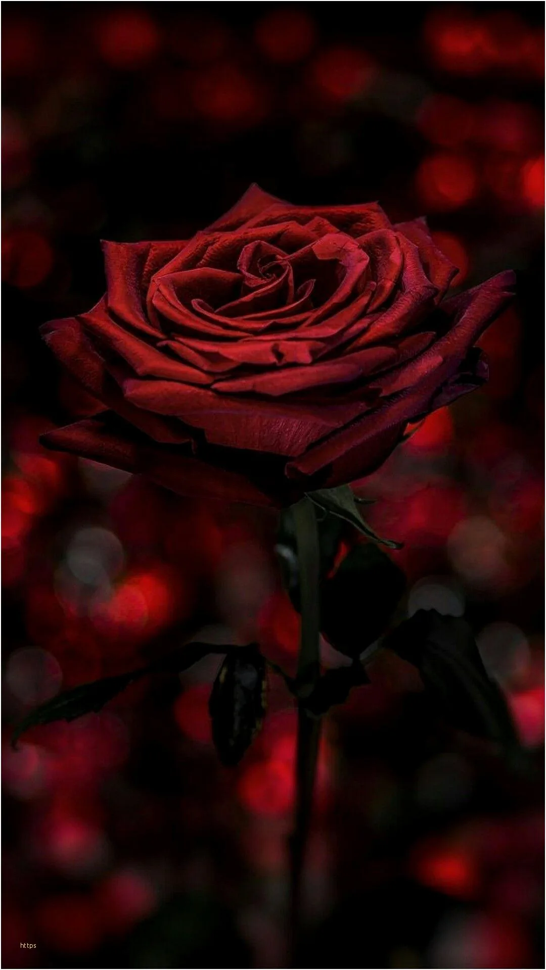 Aesthetic Black Rose Wallpapers