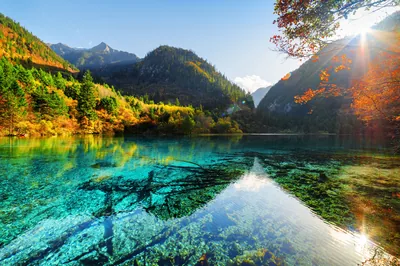 Crystal Lake With Sunken Tree Trunks HD Wallpaper