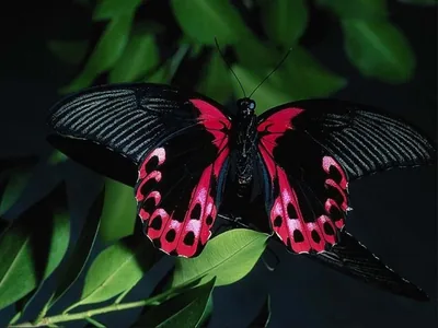Butterfly Free Wallpapers