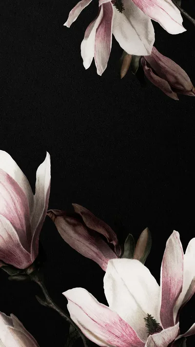 Magnolia flower black presentation background