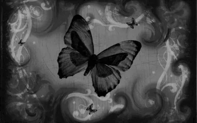 Black Butterfly Wallpapers Top Những Hình Ảnh Đẹp