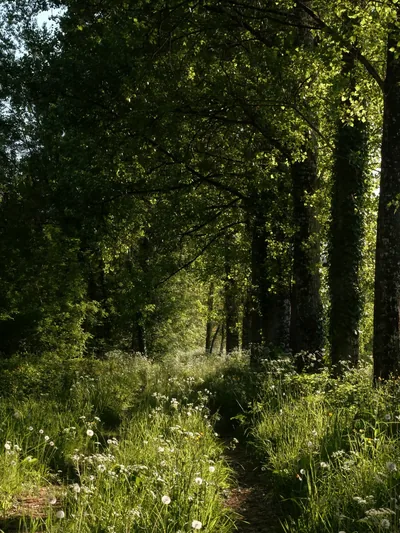 Black Ultra Booster Wallpaper The Sun Shines Through The Trees And Flowers In The Fores