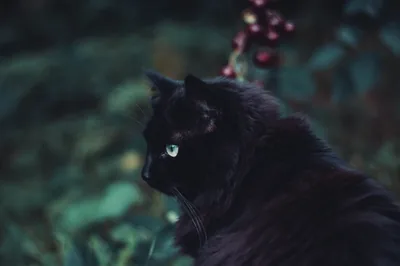 Cat in Profile Beside Red Berries HD Wallpaper