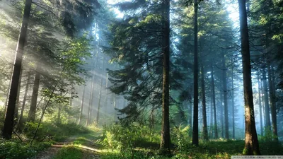Morning Light in a Tall Pine Stand HD Wallpaper