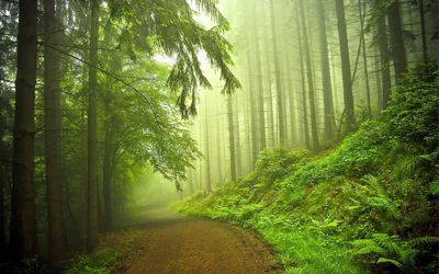 Dirt Road Through a Misty Forest HD Wallpaper