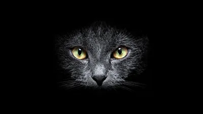 Grey Cat with Yellow Eyes in Shadow HD Wallpaper