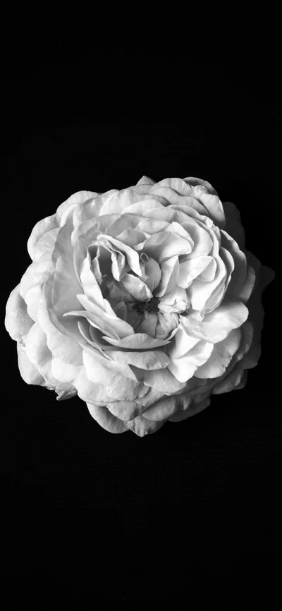 Flower Center Bw Dark Minimal Simple iPhone Wallpaper