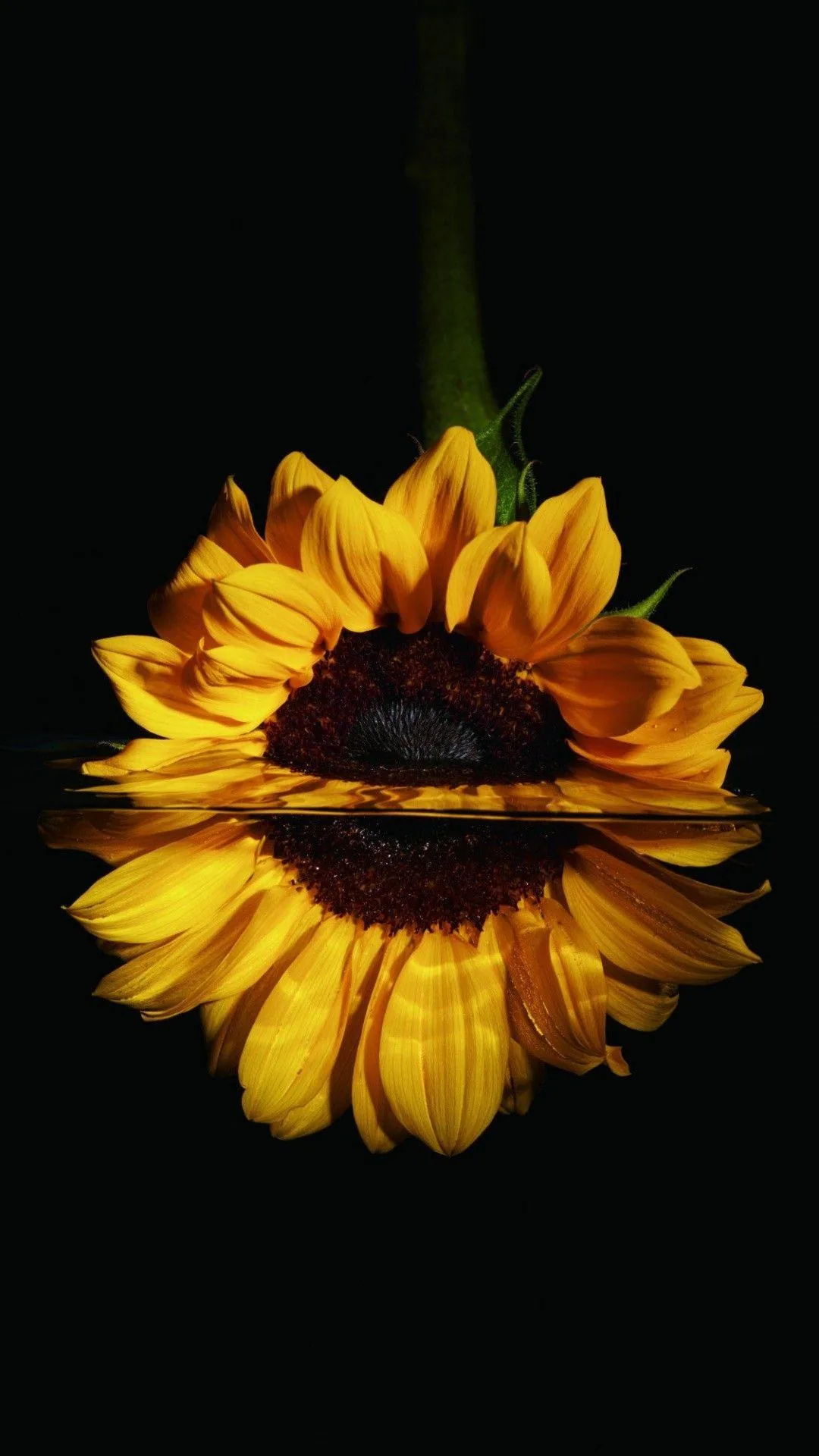 A single sunflower hangs from a green stem at the top of a tall frame, its reflection doubling the bloom on a glossy black surface.