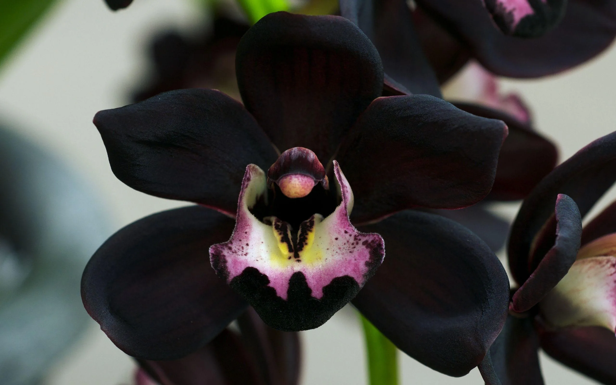 Black Flower Desktop Wallpaper and Background