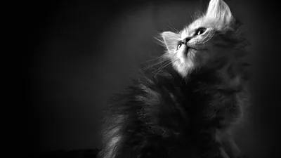 Wallpaper Grayscale Photo of With Black Eyes, Background Free Image
