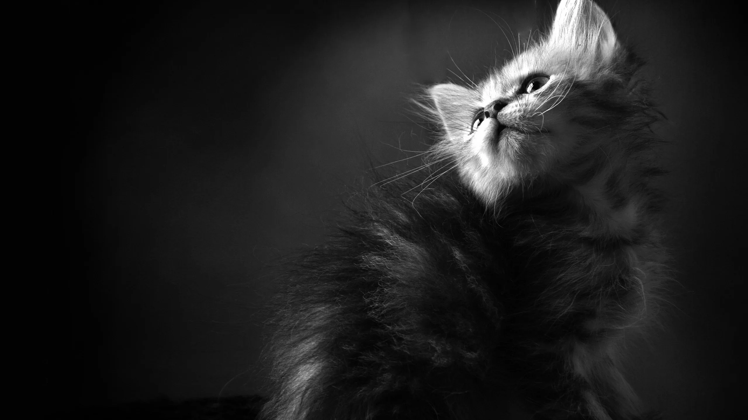 Wallpaper Grayscale Photo of With Black Eyes, Background Free Image