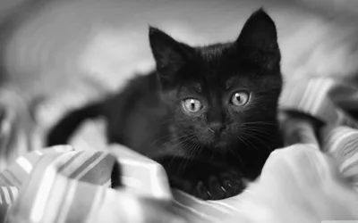 Monochrome Kitten on Striped Bedding HD Wallpaper