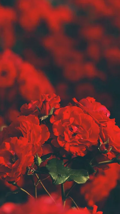 Red Aesthetic Iphone Wallpapers