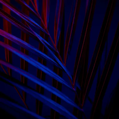 Plant Wallpaper 4K, Dark background, Leaves, Blue