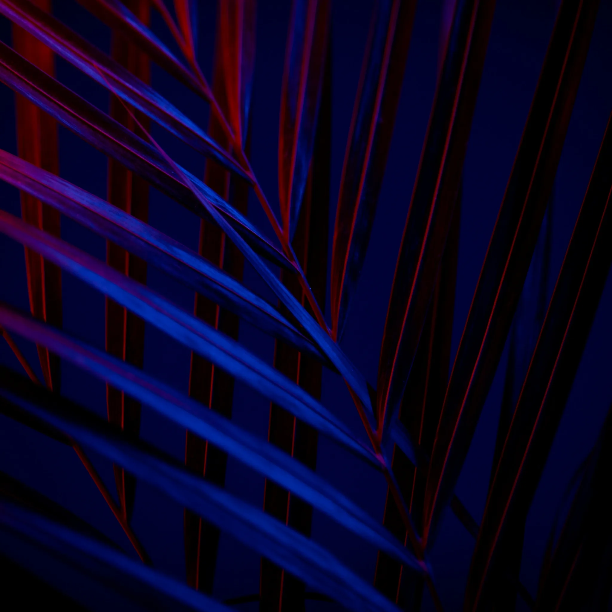 Plant Wallpaper 4K, Dark background, Leaves, Blue