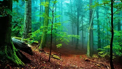 Teal Mist Behind a Mossy Fallen Log HD Wallpaper
