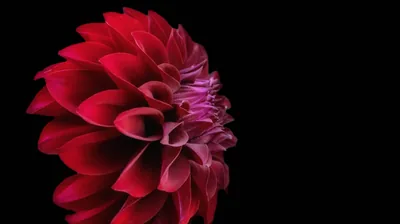 Red Dahlia on the Left of Black HD Wallpaper
