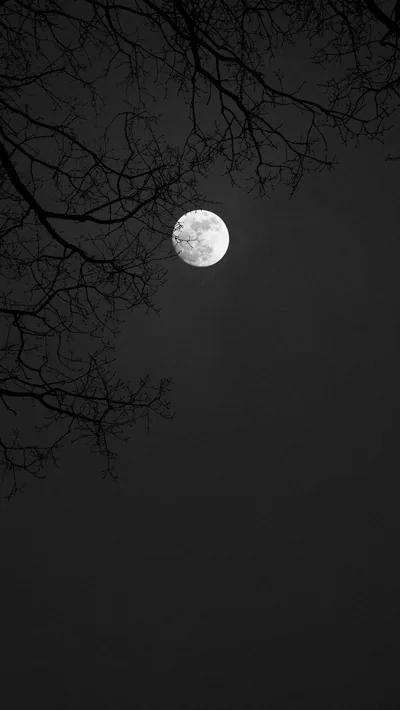 Winter Branches over a Bright Moon HD Phone Wallpaper
