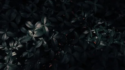 Dark Green Leaves in Low Light HD Wallpaper
