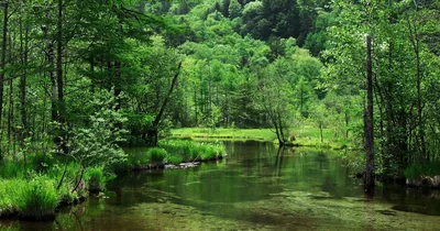 Quiet Stream Through a Green Forest HD Wallpaper