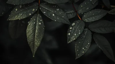 Rain Drops on Dark Green Leaves HD Wallpaper
