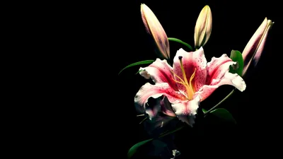 Pink Lily on Black Background HD Wallpaper