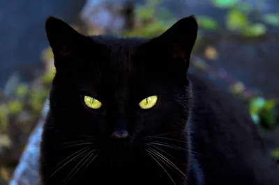 Forest Cat with Bright Yellow Eyes HD Wallpaper