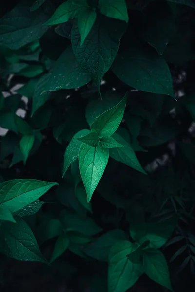 4k Green Wallpapers Photos, The BEST Free 4k Green Wallpapers