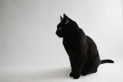 Black Cat Sitting Against White HD Wallpaper